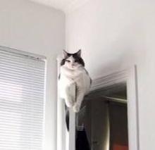 这些动物的姿态是否就是假期的你！