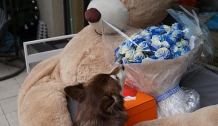 王思聪给狗发红包 网友调侃：人不如狗