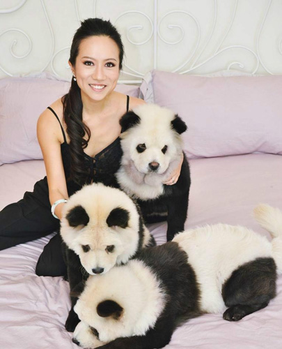 松狮犬染色后成网红 是狗还是熊猫傻傻分不清