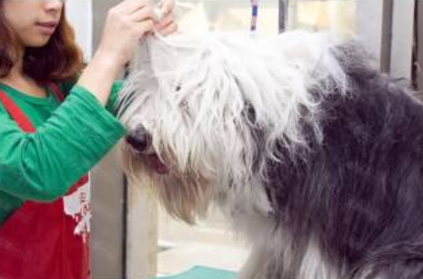 狗狗毛质不好吃什么可以让狗狗毛色好?