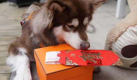 王思聪给狗发红包 网友调侃：人不如狗