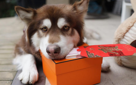 王思聪给狗发红包 网友调侃：人不如狗