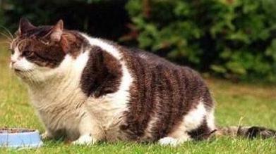 这些动物的姿态是否就是假期的你！