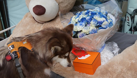 王思聪给狗发红包 网友调侃：人不如狗