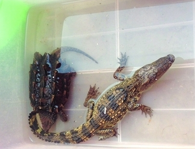 鳄鱼怎么交配 是在水中完成交配的