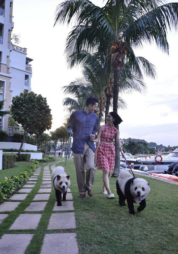 松狮犬染色后成网红 是狗还是熊猫傻傻分不清