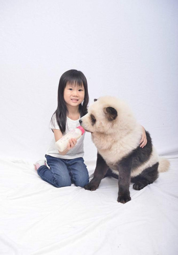 松狮犬染色后成网红 是狗还是熊猫傻傻分不清