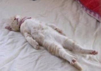 这些动物的姿态是否就是假期的你！