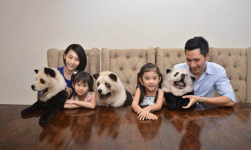 松狮犬染色后成网红 是狗还是熊猫傻傻分不清