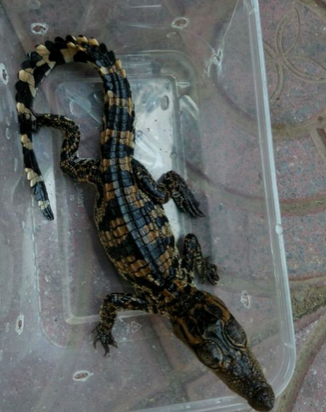 鳄鱼好养吗 鳄鱼不适合作为宠物