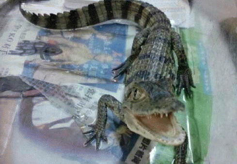 鳄鱼怎么养 幼体鳄对水质要求比较高