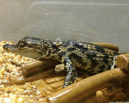 宠物鳄鱼怎么养 可以选择鱼缸和整理箱