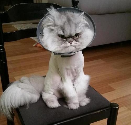 “不爽猫”神表情获大批粉丝 为主人带来丰厚收入