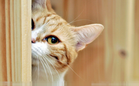 小猫又吐又拉怎么办 4原因易导致又吐又拉