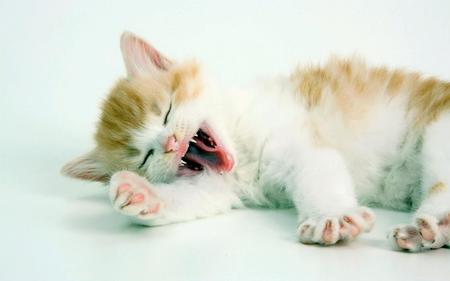 小猫长虱子怎么办 切断传染给猫咪的源头