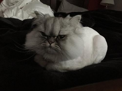 “不爽猫”神表情获大批粉丝 为主人带来丰厚收入