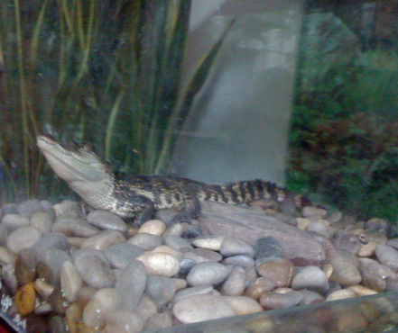 鳄鱼怎么生小鳄鱼 鳄鱼是卵生爬行动物