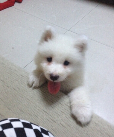 怎样去除狗狗泪痕 形成的原因以及治疗