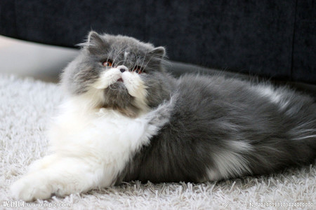 家里养猫好不好 注意卫生清洁与安全性