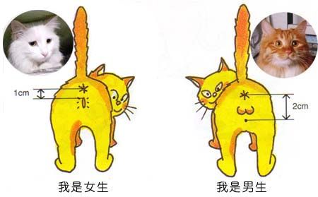 小猫怎么分辨公母 看小猫后面洞洞的位置