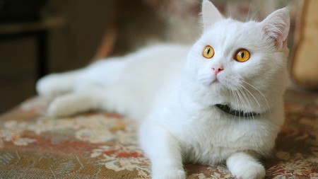 小猫怀孕了怎么办 解析怀孕中的猫猫护理
