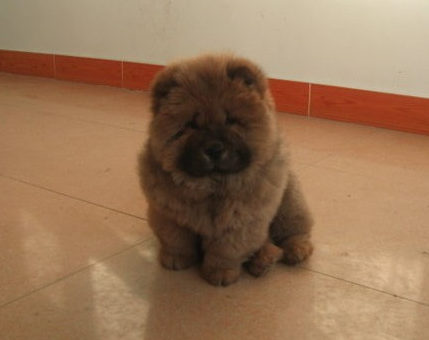 刚出生的松狮多少钱 小松狮价钱主要看品相