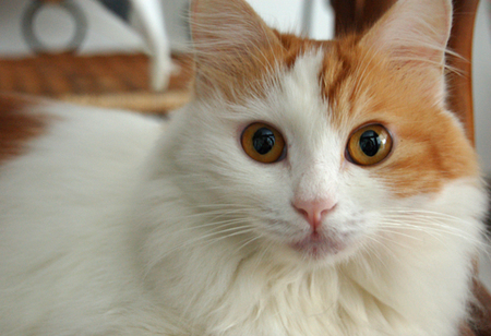 好之味猫粮怎么样 干湿粮搭配的换粮法