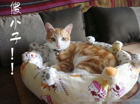 猫窝多少钱 一般在几十元到几百元不等