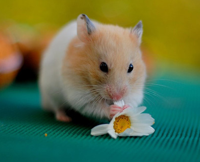 菊花你都不放过