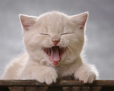 (｡･∀･)ﾉﾞ嗨，你好呀