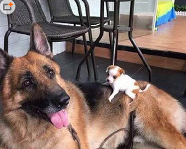 这体形差距也太大了