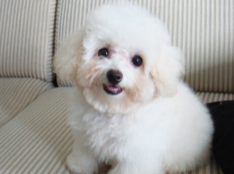 怎么处理狗狗泪痕 狗狗有泪痕怎么清洁