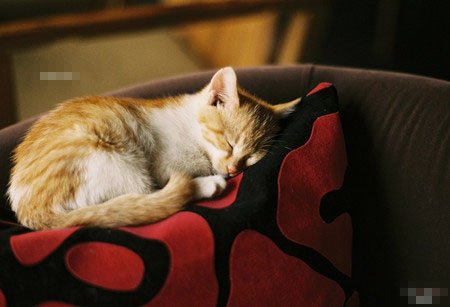 怎样让猫进猫窝 多训练几次就可以了