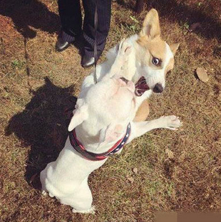 打死你这个小短腿