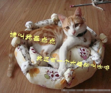 猫窝多少钱 一般在几十元到几百元不等