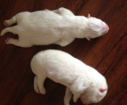 刚出生的小狗吐血 吐血严重要及时就医