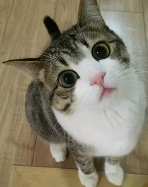 颜值高的喵星人