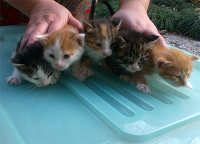 刚出生的小猫有多大 小猫咪体型非常小