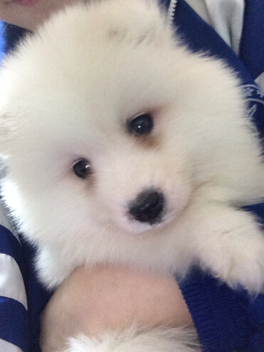 狗狗泪痕是什么 为什么狗狗会有泪痕？