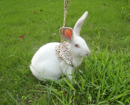 兔子牵引绳怎么用 最好不使用牵引绳