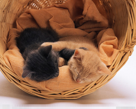 小猫不会吃奶怎么办 可以选择人工喂食