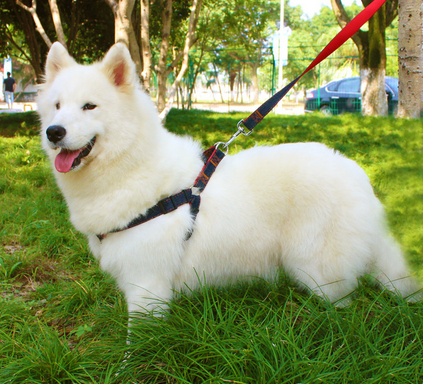 宠物牵引绳怎么戴 购买合适的牵引绳很重要