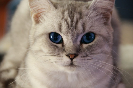 猫不爱喝水怎么办 可以适当喂食湿猫粮