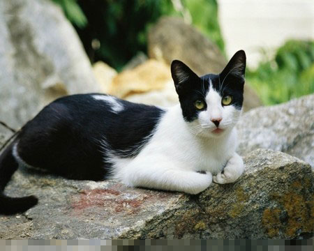 怎么让猫自己去厕所 耐心训练切忌打骂