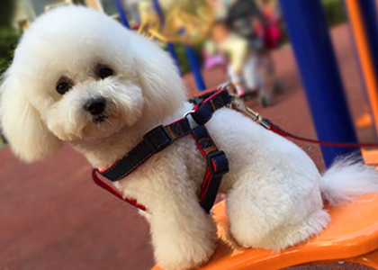 狗狗牵引绳怎么套 牵引绳的使用方法