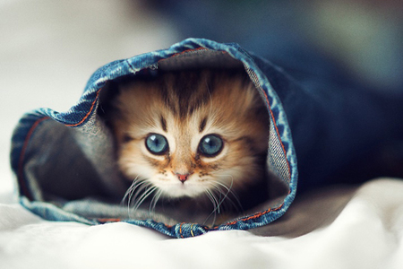 对猫过敏怎么办 经常给猫咪洗澡可缓解