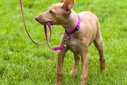 狗狗牵引绳制作 自制狗狗牵引绳技巧