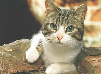 小猫不吃奶怎么办 可用4喂奶方式喂奶