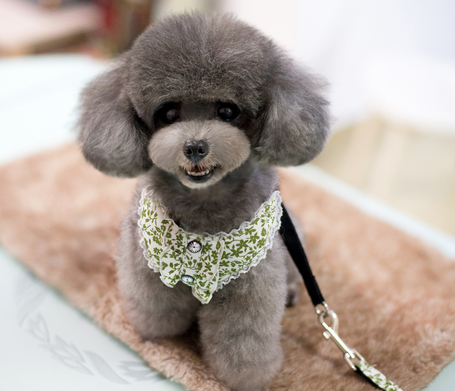 狗狗牵引绳怎么带 要保持适当的松弛