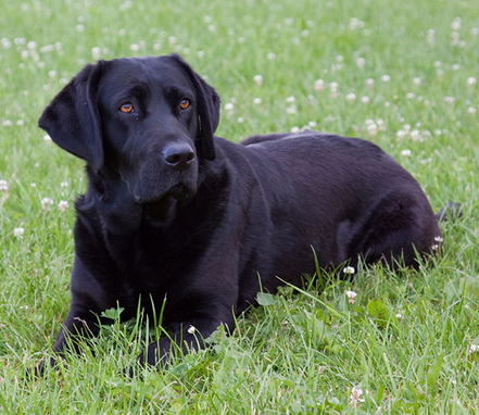 哪个品种的狗最可爱 狗狗的品种性格分析